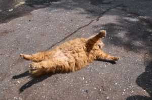 律师，中年精英男人最后的归宿-小蓝书